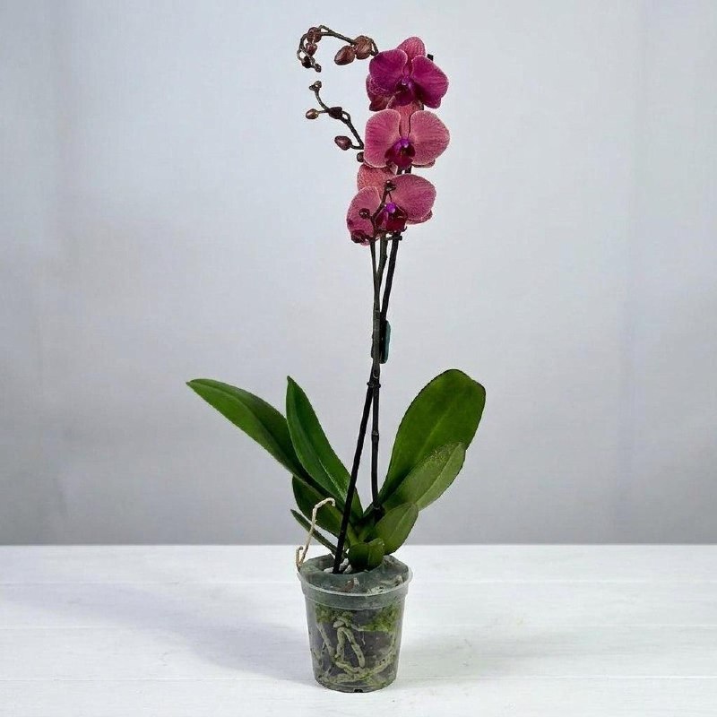 Цветок в горшке «Винный бархат»
